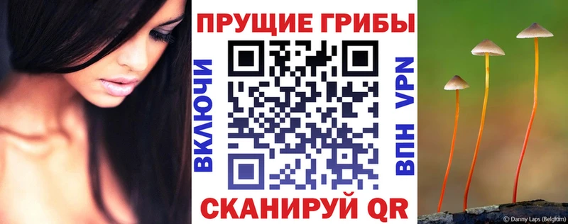 закладки  даркнет формула  Галлюциногенные грибы мицелий  Богданович 